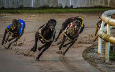 We Bet You’ll Have A Great Night At Swindon Dogs